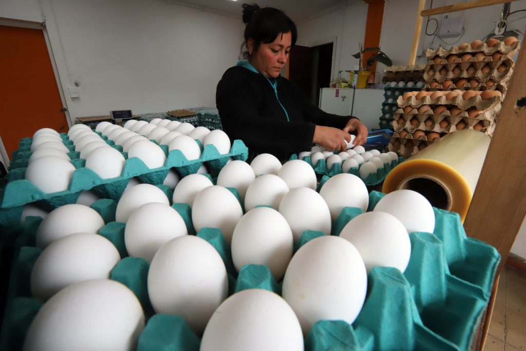 La producción de huevos de consumo presentó un aumento interanual de 5,0% en julio
