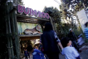 Imágenes sensibles | Impactante incidente en Buinzoo: Felino atacó a guacamayo en plena presentación
