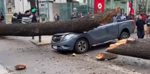 Enorme árbol cae sobre auto y obliga a cortar tránsito en Irarrázaval: Revisa los desvíos