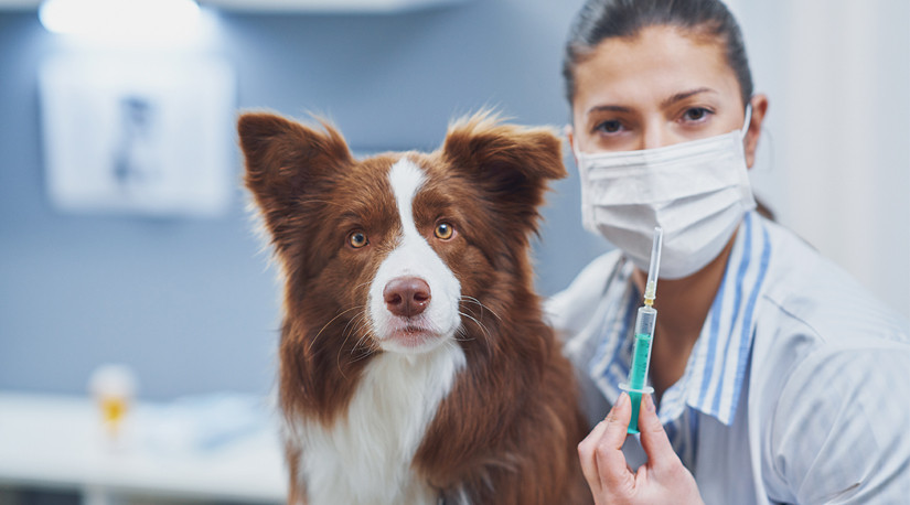 Día Mundial contra la Rabia: Expertos destacan importancia de vacunación y tenencia responsable