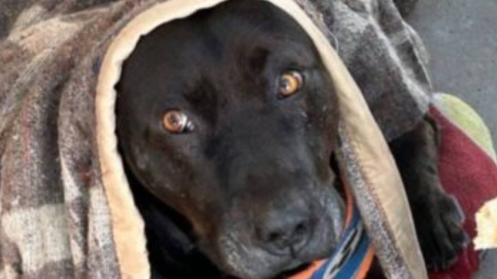Denuncian brutal asesinato de perro comunitario del Hospital de Quilpué