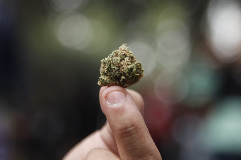 Carabineros encuentra 160 plantas de marihuana en inmueble de La Pintana