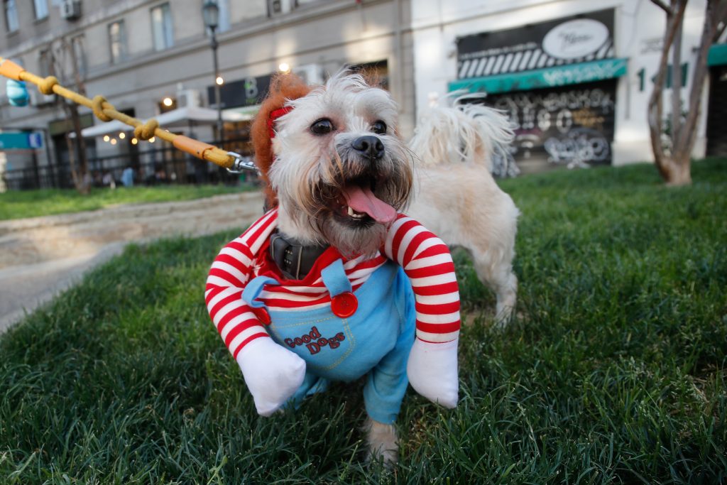 Disfraces para mascotas: ideas creativas y fáciles para este Halloween