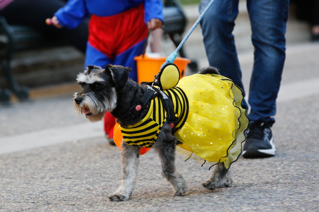 Halloween pet friendly: prepara recetas seguras para que tu mascota también disfrute