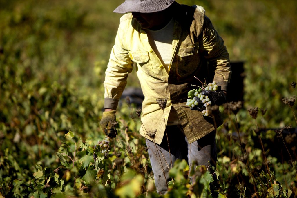 El Agro: Expertos analizan el impacto laboral de la migración en el sector agrícola