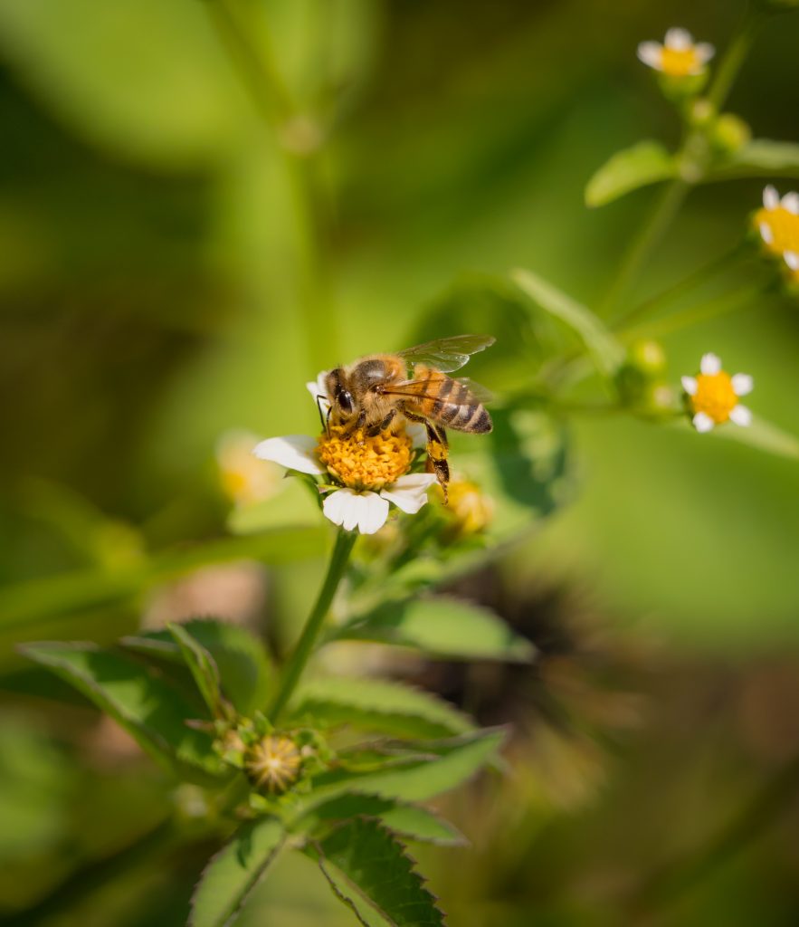 Revolución en la apicultura: Crean producto que podría frenar la extinción de abejas