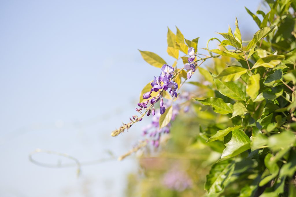 Altas temperaturas en primavera: consejos prácticos para el cuidado de tus plantas