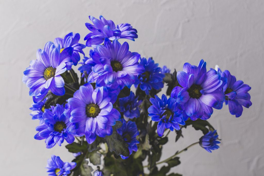 Flores azules el 3 de octubre: la tendencia que emociona a miles en redes sociales