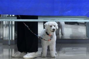 ¿Irás con tu perro a votar? Las 7 reglas que podrías estar ignorando