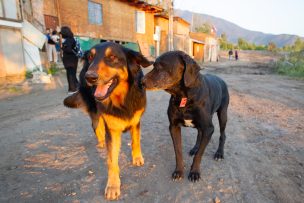 CGR: municipios deben adoptar medidas para prevenir abandono de mascotas ante desalojo de tomas