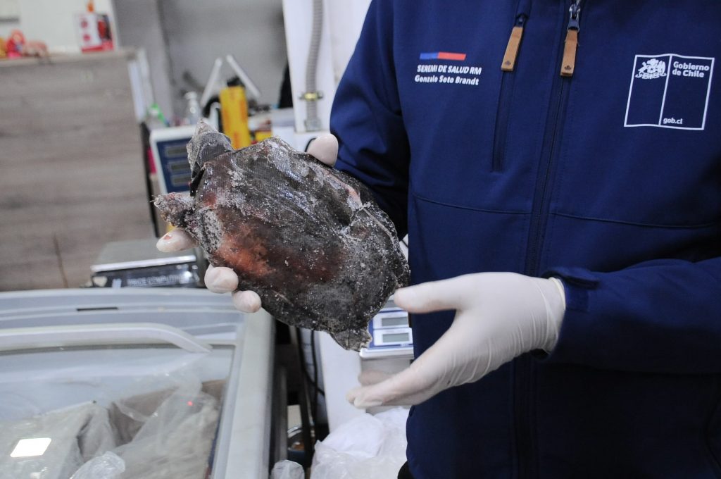 Seremi de Salud RM clausura supermercado chino por alimentos sin rotulación: patos, tortugas y mariscos