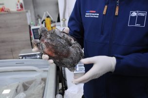 Seremi de Salud RM clausura supermercado chino por alimentos sin rotulación: patos, tortugas y mariscos