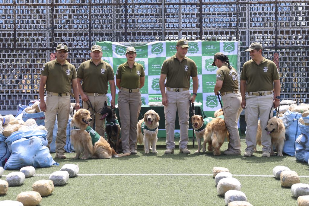 Incautación histórica de marihuana en Antofagasta: 4 toneladas y 59 kilos tras accidente de camión