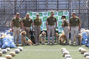 Incautación histórica de marihuana en Antofagasta: 4 toneladas y 59 kilos tras accidente de camión