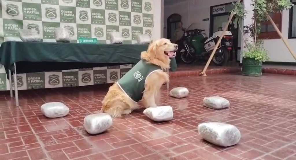 Perro policial logra incautación de 62 mil dosis de droga en un bus interprovincial