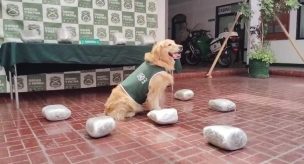 Perro policial logra incautación de 62 mil dosis de droga en un bus interprovincial