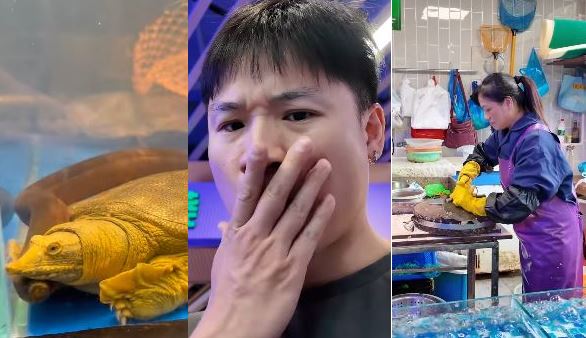Polémica por video de Yuhui Lee donde matan y cocinan tortuga: “Primera vez que lo pruebo”