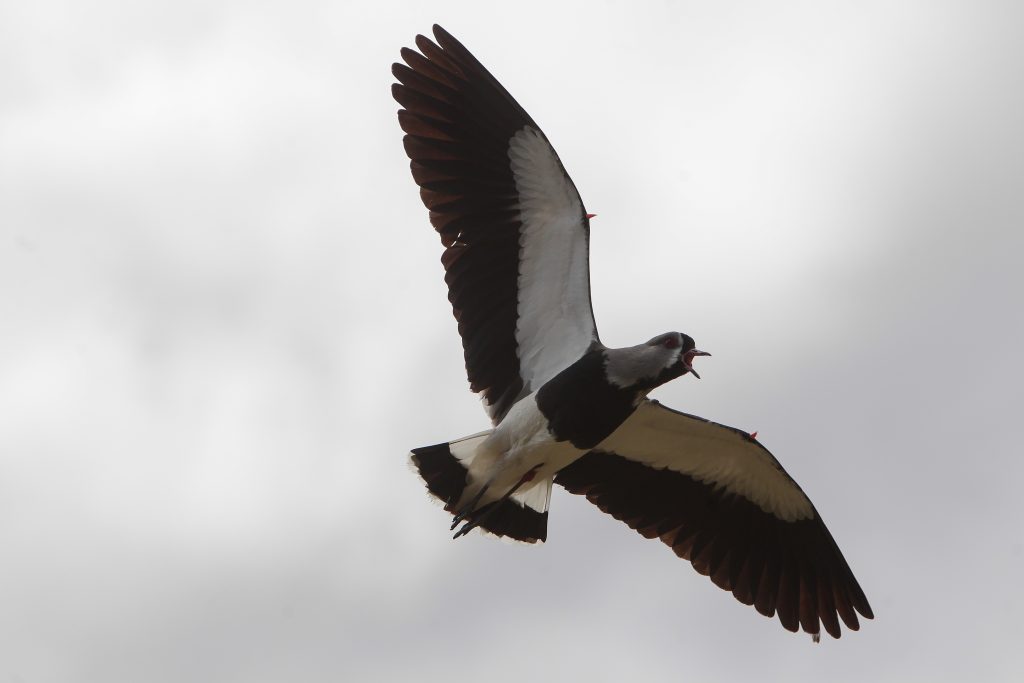 Incendio en Parque Cordillera arrasó casi mil hectáreas y amenaza fauna endémica en Las Condes