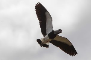Incendio en Parque Cordillera arrasó casi mil hectáreas y amenaza fauna endémica en Las Condes