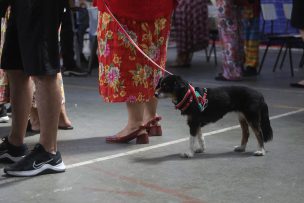 Mascotas y elecciones: Qué tener en cuenta si irás a votar con tu compañero peludo