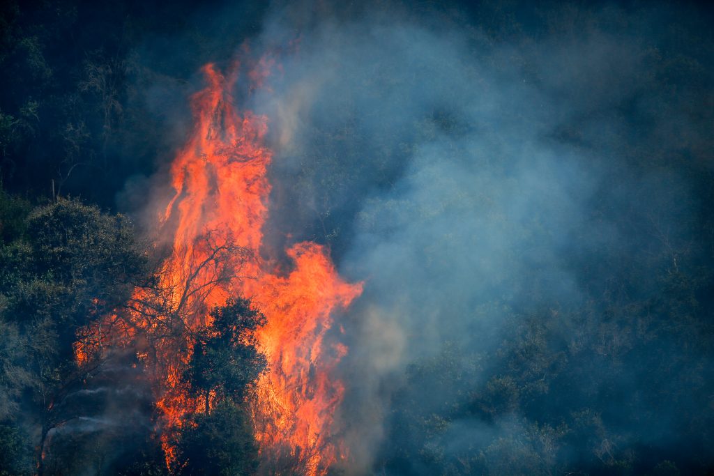 Declaran Alerta Roja en Ránquil por incendio forestal activo