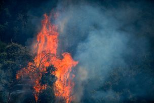 Declaran Alerta Roja en Ránquil por incendio forestal activo