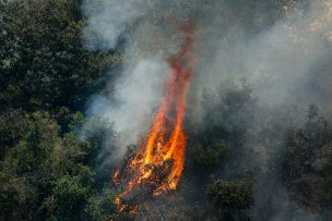 CONAF actualiza balance de incendios forestales: revisa las comunas en alerta roja