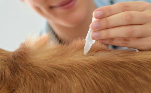 Protege a tu perro este verano: Trucos infalibles contra pulgas y garrapatas