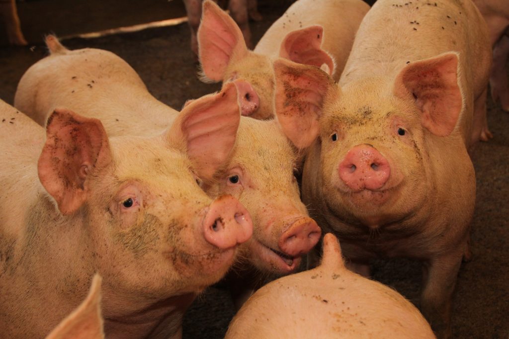 SAG suspende importaciones de productos porcinos desde España por brote de Peste Porcina Africana