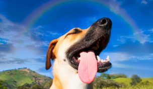 Perros frente a altas temperaturas: Ojos hundidos y jadeo intenso son signos de deshidratación