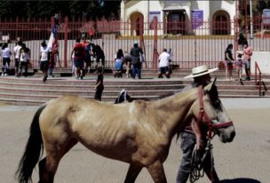 Caballo muere durante peregrinación a Lo Vásquez