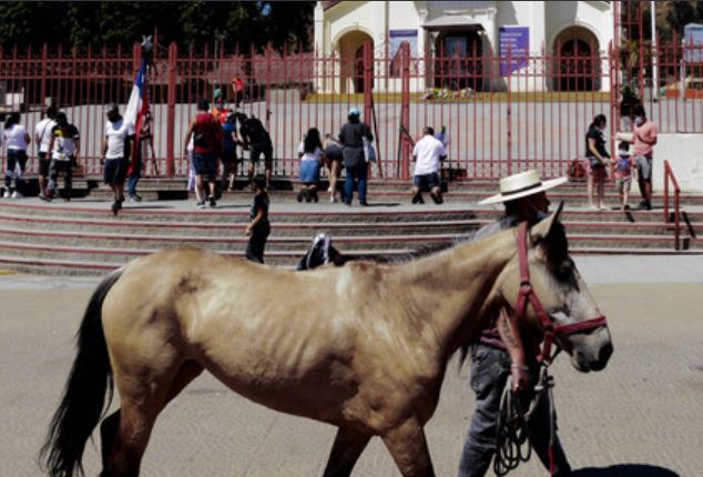 Caballo muere durante peregrinación a Lo Vásquez