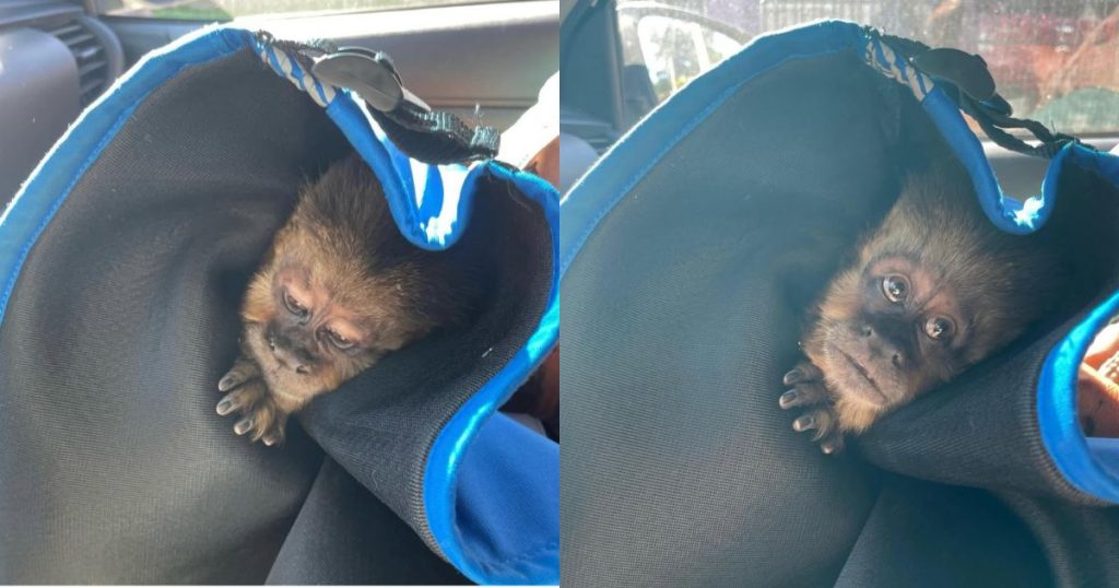 Funcionarios municipales de Concepción capturan a mono que se escapó de zoológico