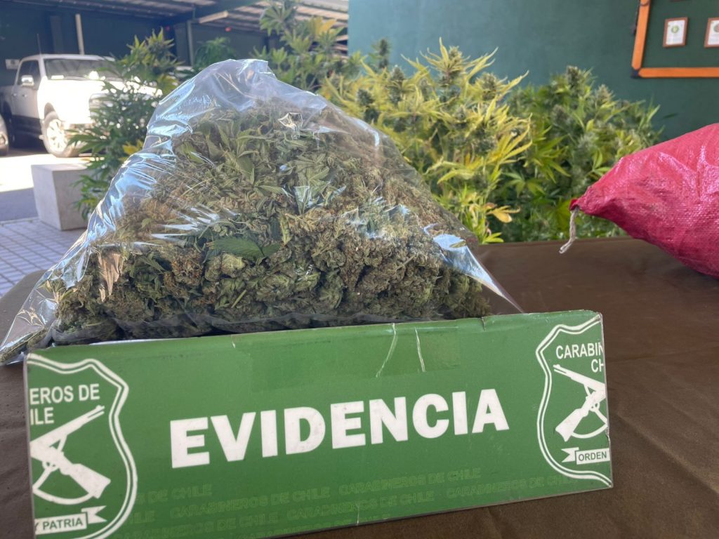 San Bernardo: Carabineros detuvo a mujer con 39 plantas de cannabis
