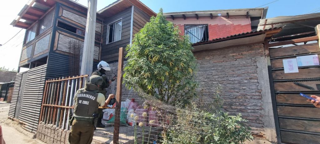 Insólito hallazgo en San Bernardo: descubren “árbol de Navidad” de marihuana