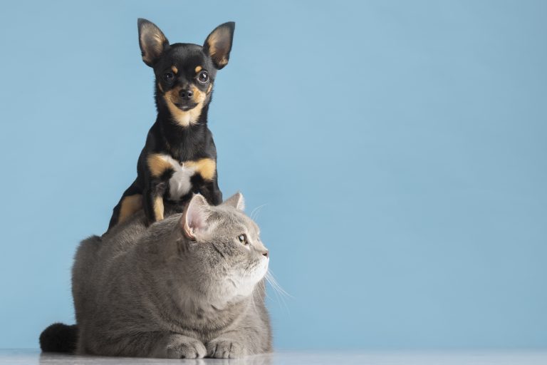 Hogares chilenos destinan cada vez más presupuesto para sus mascotas