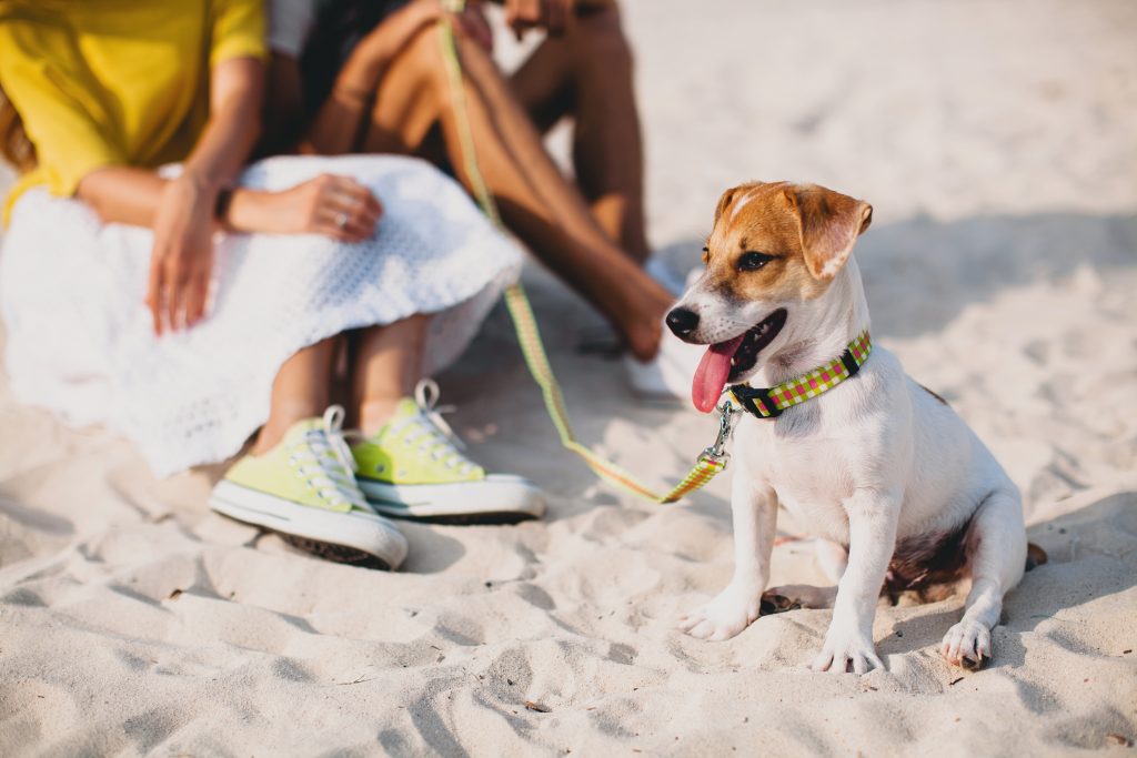 Cómo cuidar a tus mascotas en verano: hidratación, sombra y paseos seguros