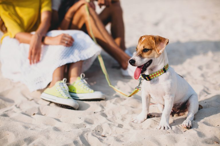 ¿Hay que abrigar a perros y gatos? Experto aclara qué hacer en otoño