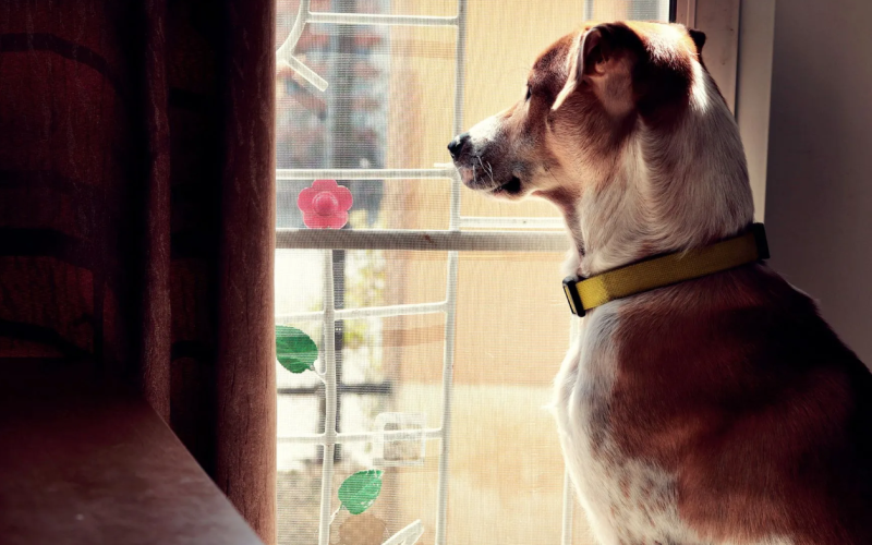 Ansiedad por separación en perros: especialistas explican cómo detectarla y qué hacer