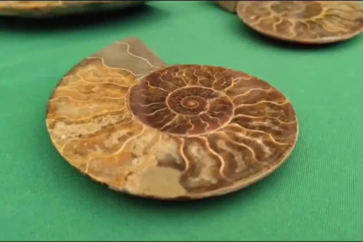 Barrio Meiggs: detienen a dos personas por venta de fósiles y productos falsificados