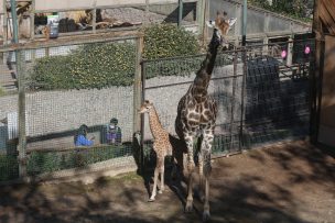 Zoológico Metropolitano anuncia tickets gratuitos: página web registra caída tras alta convocatoria