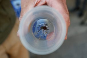 Araña de rincón en casa: qué hacer si te muerde y cuándo ir al médico