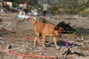 Más de 500 personas afectadas por mordeduras de perros en hospitales de Valparaíso en 2025