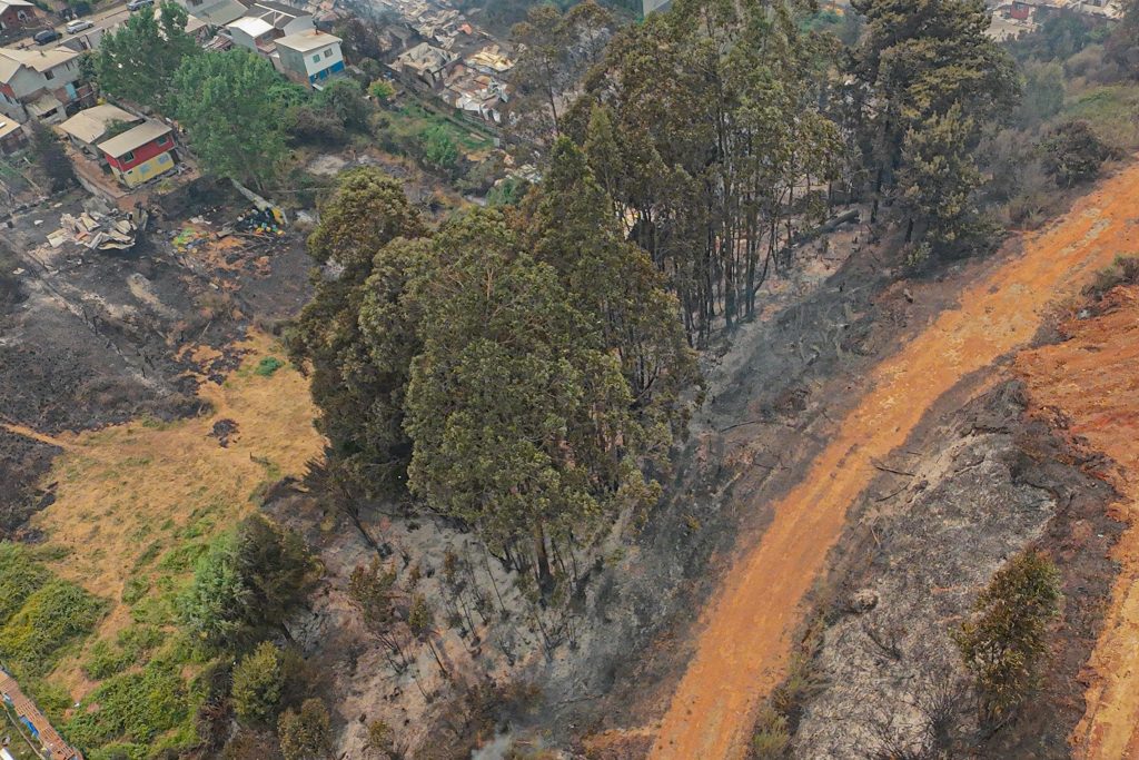 Incendios forestales: Solicitan evacuar un sector de la comuna de Concepción