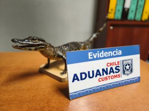 Aduanas descubre yacaré bebé disecado en equipaje de pasajera en Arica