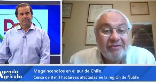 Incendios en Ñuble: Agricultores detallan área afectada y advierten falta de prevención