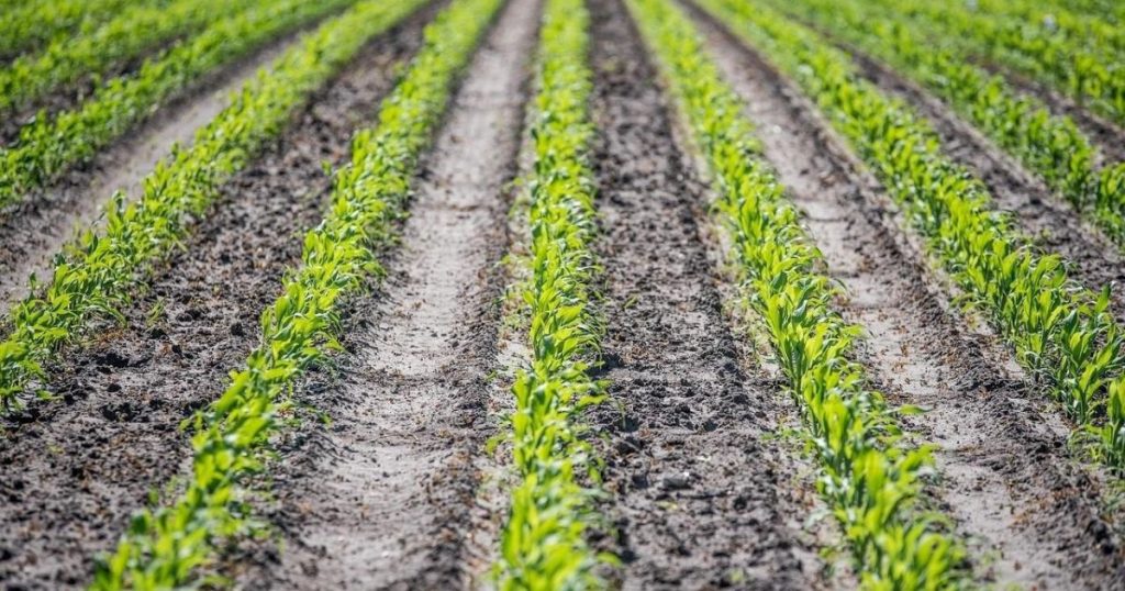 La Importancia de las Pólizas de Garantía en el Campo Chileno: Un Respaldo Esencial para el Agro