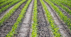 La Importancia de las Pólizas de Garantía en el Campo Chileno: Un Respaldo Esencial para el Agro
