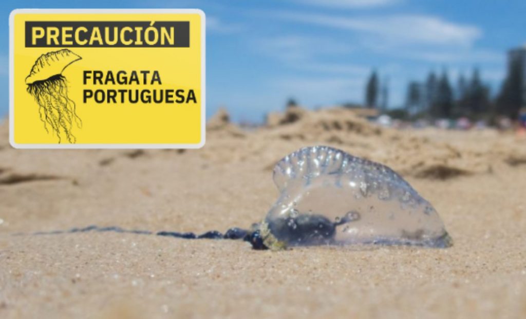 Fragata portuguesa en Coquimbo: Seremi de Salud prohíbe baño y actividades marinas