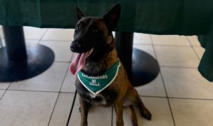 VIDEO | Olfato canino permitió detectar droga en bus interprovincial durante control en carretera